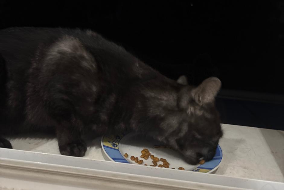 Discovery alert Cat Male BN Germany Discovery alert Cat Male BN Germany